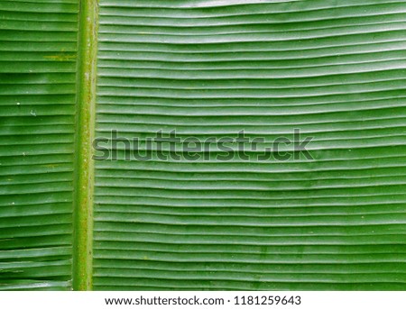 Close up of tropical green banana leaf of the banana tree Texture abstract background, Asia