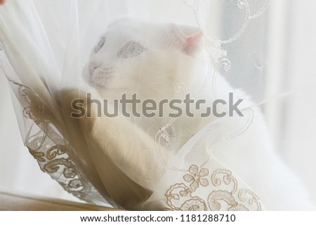 Playful white cat plays with tulle curtain