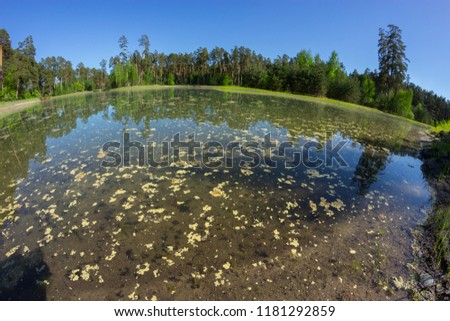 Blue water in a forest lake