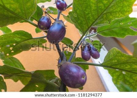 Organic purple eggplants with glossy texture of a small heirloom variety 'Slim Jim', edible fruits of Aubergine plant growing in a pot on balcony as a part of urban gardening project  Royalty-Free Stock Photo #1181294377