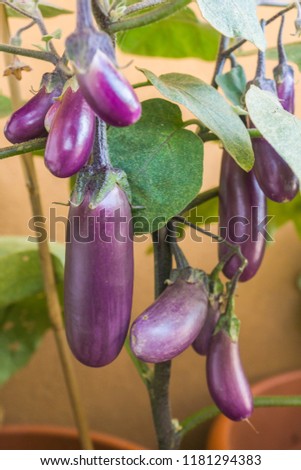 Organic purple eggplants with glossy texture of a small heirloom variety 'Slim Jim', edible fruits of Aubergine plant growing in a pot on balcony as a part of urban gardening project Royalty-Free Stock Photo #1181294383