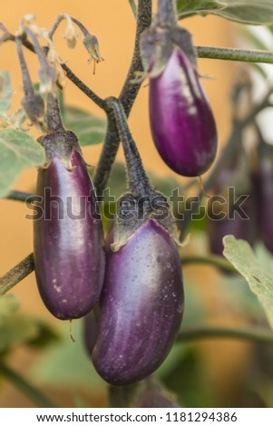 Organic purple eggplants with glossy texture of a small heirloom variety 'Slim Jim', edible fruits of Aubergine plant growing in a pot on balcony as a part of urban gardening project  Royalty-Free Stock Photo #1181294386