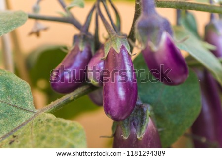 Organic purple eggplants with glossy texture of a small heirloom variety 'Slim Jim', edible fruits of Aubergine plant growing in a pot on balcony as a part of urban gardening project on a sunny summer Royalty-Free Stock Photo #1181294389