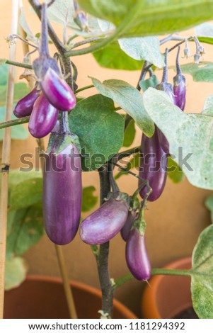 Organic purple eggplants with glossy texture of a small heirloom variety 'Slim Jim', edible fruits of Aubergine plant growing in a pot on balcony as a part of urban gardening project Royalty-Free Stock Photo #1181294392