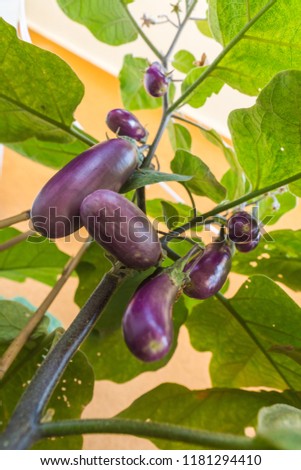Organic purple eggplants with glossy texture of a small heirloom variety 'Slim Jim', edible fruits of Aubergine plant growing in a pot on balcony as a part of urban gardening project  Royalty-Free Stock Photo #1181294410
