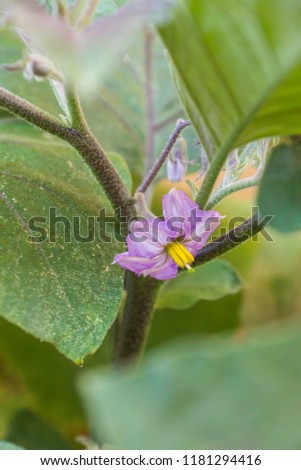 Flowers of organic purple eggplants of dwarf heirloom variety Slim Jim from Italy, edible fruits of Aubergine plant growing in a pot on balcony as a part of urban gardening project  Royalty-Free Stock Photo #1181294416