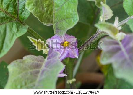 Flowers of organic purple eggplants of dwarf heirloom variety Slim Jim from Italy, edible fruits of Aubergine plant growing in a pot on balcony as a part of urban gardening project  Royalty-Free Stock Photo #1181294419