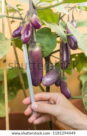 Organic purple eggplants with glossy texture of a small heirloom variety 'Slim Jim', edible fruits of Aubergine plant growing in a pot on balcony as a part of urban gardening project on a sunny summer Royalty-Free Stock Photo #1181294449