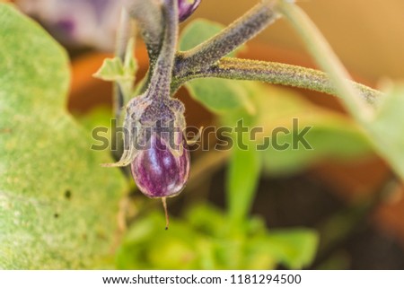 Organic purple eggplants with glossy texture of a small heirloom variety 'Slim Jim', edible fruits of Aubergine plant growing in a pot on balcony as a part of urban gardening project on a sunny summer Royalty-Free Stock Photo #1181294500