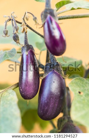 Organic purple eggplants with glossy texture of a small heirloom variety 'Slim Jim', edible fruits of Aubergine plant growing in a pot on balcony as a part of urban gardening project on a sunny summer Royalty-Free Stock Photo #1181294527