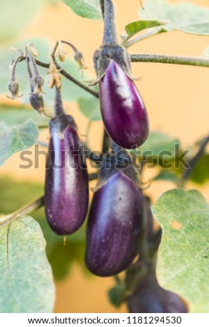 Organic purple eggplants with glossy texture of a small heirloom variety 'Slim Jim', edible fruits of Aubergine plant growing in a pot on balcony as a part of urban gardening project on a sunny summer Royalty-Free Stock Photo #1181294530
