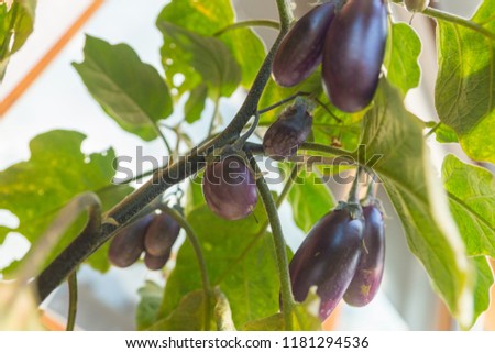 Organic purple eggplants with glossy texture of a small heirloom variety 'Slim Jim', edible fruits of Aubergine plant growing in a pot on balcony as a part of urban gardening project  Royalty-Free Stock Photo #1181294536