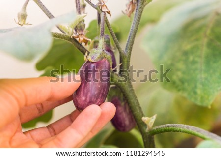 Organic purple eggplants with glossy texture of a small heirloom variety 'Slim Jim', edible fruits of Aubergine plant growing in a pot on balcony as a part of urban gardening project on a sunny summer Royalty-Free Stock Photo #1181294545