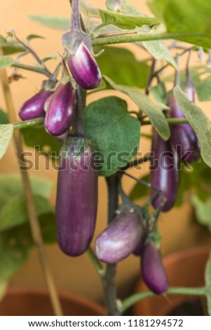Organic purple eggplants with glossy texture of a small heirloom variety 'Slim Jim', edible fruits of Aubergine plant growing in a pot on balcony as a part of urban gardening project on a sunny summer Royalty-Free Stock Photo #1181294572