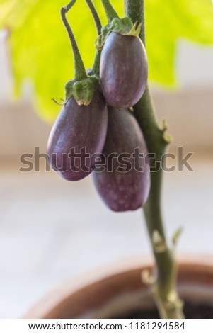Organic purple eggplants with glossy texture of a small heirloom variety 'Slim Jim', edible fruits of Aubergine plant growing in a pot on balcony as a part of urban gardening project on a sunny summer Royalty-Free Stock Photo #1181294584