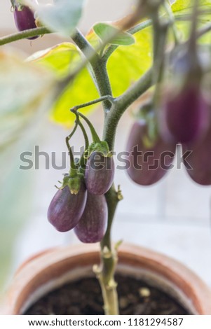 Organic purple eggplants with glossy texture of a small heirloom variety 'Slim Jim', edible fruits of Aubergine plant growing in a pot on balcony as a part of urban gardening project on a sunny summer Royalty-Free Stock Photo #1181294587