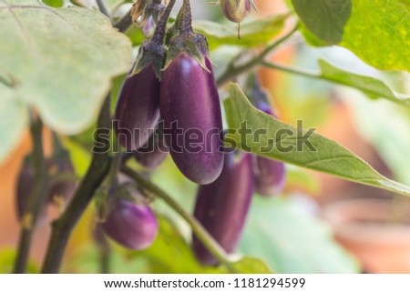 Organic purple eggplants with glossy texture of a small heirloom variety 'Slim Jim', edible fruits of Aubergine plant growing in a pot on balcony as a part of urban gardening project on a sunny summer Royalty-Free Stock Photo #1181294599