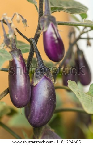 Organic purple eggplants with glossy texture of a small heirloom variety 'Slim Jim', edible fruits of Aubergine plant growing in a pot on balcony as a part of urban gardening project on a sunny summer Royalty-Free Stock Photo #1181294605