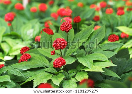 The Red Fruit of Korean Traditional Health Food Ginseng
