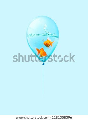 Two goldfish fly in balloon . Mixed media, Gold fish swimming in blue balloons on blue sky with 
blue background