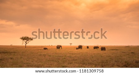 African Elephant herd group in the savannah of Serengeti at sunset. Acacia trees on the plains in Serengeti National Park, Tanzania.  Safari trip in Wildlife scene from Africa nature.