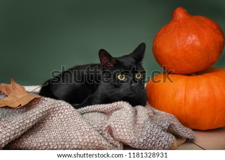 Cute black cat and Halloween pumpkins near color wall