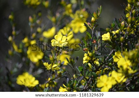 Yellow flowers of the Australian native Hibbertia monogyna, family Dilleniaceae, growing in heath in the Royal National Park, Sydney, New South Wales, Australia