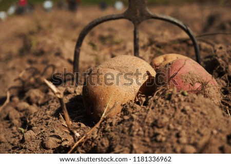 Fresh harvested potatoes and garden fork on the field. Workers work on the field. Close up and shallow depth of field