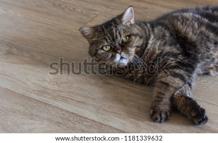 A gray adult cat lays on a wooden floor and looks directly into the camera. Floor heating or pet concept.