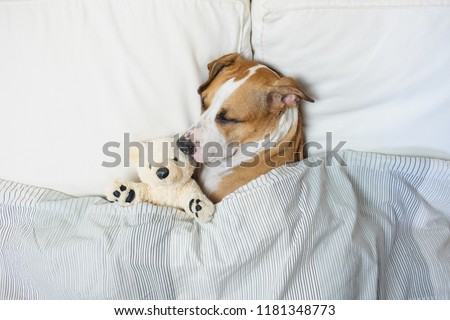 Cute dog sleeping in bed with a fluffy toy bear, top view. Staffordshire terrier puppy resting in clean white bedroom at home Royalty-Free Stock Photo #1181348773
