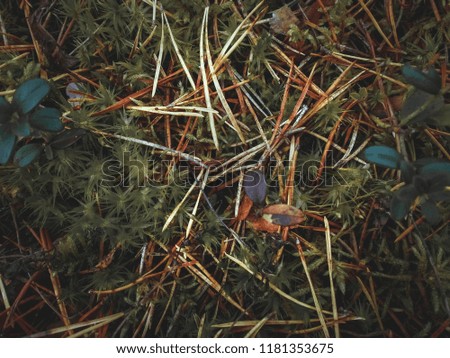 Forest ground texture at wild forest outdoor background top view with lingonberry, moss, pine tree needles. Forest pattern floor wallpaper. Autumn ground in the woods. 