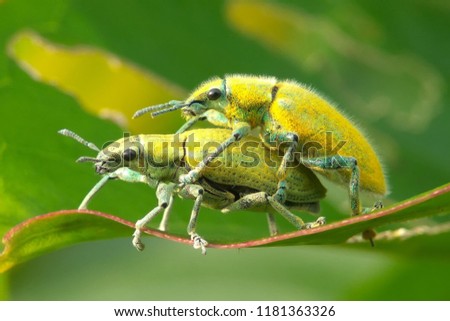 weevil when mating