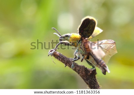 Weevil open wings