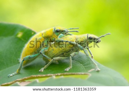 weevil when mating