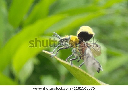 Weevil open wings