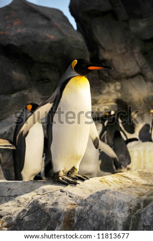 King penguins Aptenodytes patagonicus in a dark background