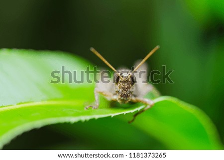 Meadow grasshopper, grasshopper