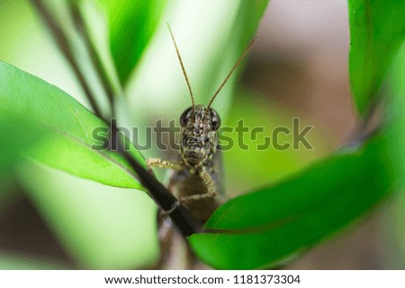 Meadow grasshopper, grasshopper