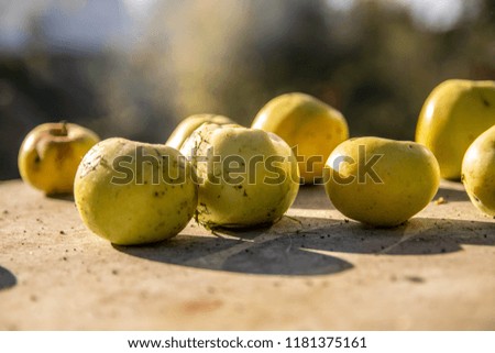 yellow apples on a wooden table lit by a bright sun