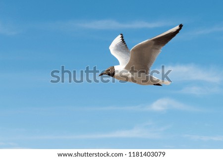 White seagull flying with open wings