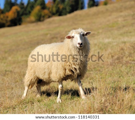 Sheep on a autumn field