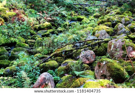 Mossy stones in a dry stream in autumn. Beautiful moss covered rocks in a low water brook. Looks like enchanted forest