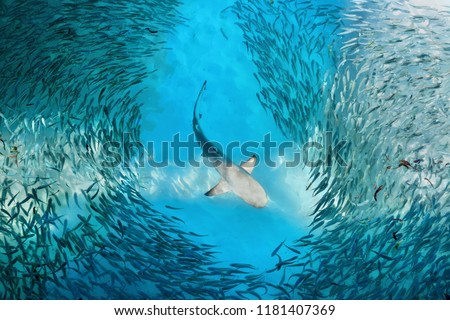 Shark and small fishes in ocean - nature background Royalty-Free Stock Photo #1181407369
