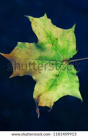 A green and yellow maple leaf