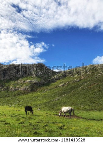 couple horse black and white eating grass on grassland mountain scenery on blue sky 
