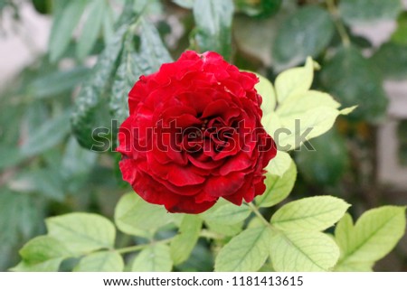 Dark red rose bloom in the garden 