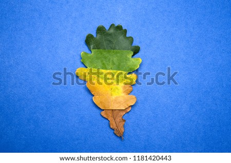 seasonal change of leaf color, isolate on a blue background