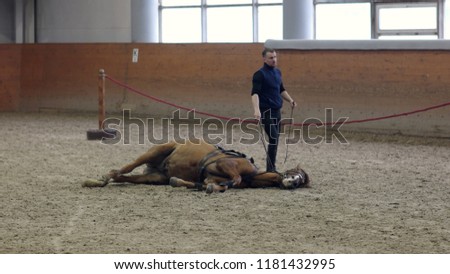 Horse to lay down. Asking a horse to lie down when riding. Laying down horse. No ropes. Natural Horsemanship.