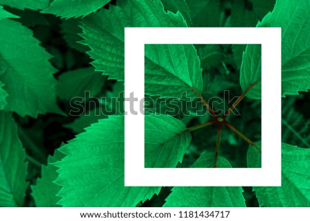 green leaves as a backdrop and a white sheet of paper for the label.