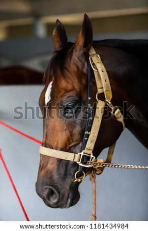 Head of horse looking over the stable doors on the background. copy space